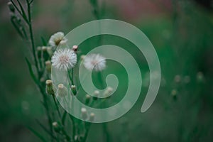 Macro Scene beautiful Dandelion Flower