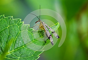 Macro of a scorpionfly