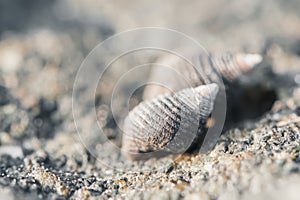 Macro seashell in nature