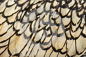 Macro of Sebright bantam rooster's feather