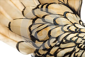 Macro of Sebright bantam rooster's feather