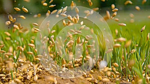 MACRO: Seeds fall between the sprouting blades of grass and onto the dry soil.