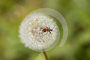 Bug on Dandelion