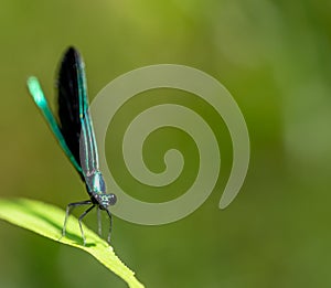 Macro selective focus on the head of a dark winged damselfly resting on a blade of grass. photo