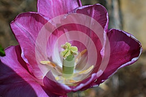 Macro selective focus image of decaying wilted tulip flower stamen, pistil and petals at the end of Spring in Cottage Garden in So