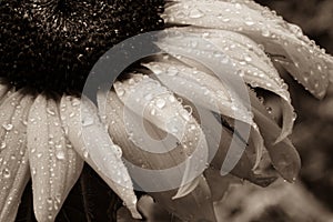 Macro Sepia Sunflower with Raindrops