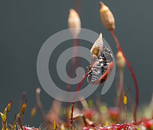 Beetle climbed on moss seta photo
