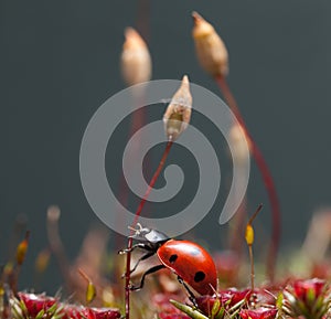 Beetle going to climb on moss seta photo