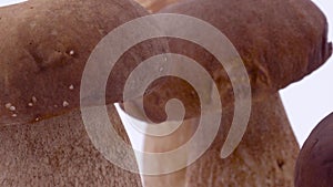 Macro of several porcini mushrooms rotating. Isolated on the white background.