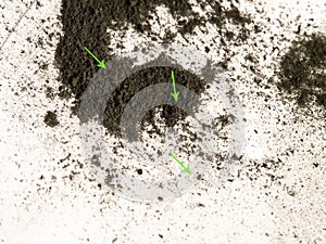 Macro of several tiny House dust mites, barely visible to the naked eye.