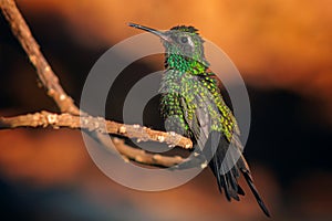 Macro shallow focus shot of green crowned brilliant hummingbird perched on a slim branch