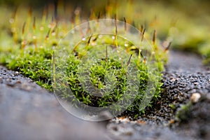 Macro, shallow focus view of wet moss seen growing on roof tiling.