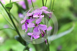 Macro shallow view of wallflower blossom in the garden