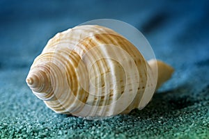 Macro shell