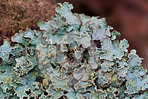 Macro of a Shield lichen