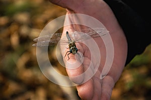 Beautiful dragonfly Aeshna juncea resting on the hand