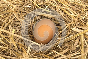 Macro shoot of brown eggs at hay nest