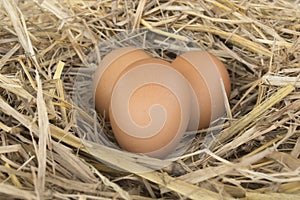 Macro shoot of brown eggs at hay nest