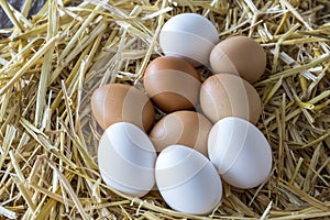 Macro shoot of brown / white  eggs at hay nest in chicken farm