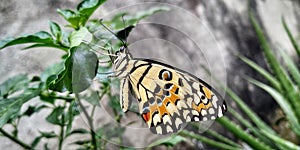 Macro shoot of a butterfly alight in leaf