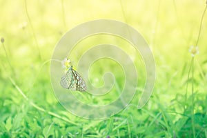 Macro shoot of butterfly on yellow flower with blured background