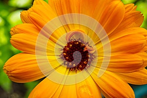 Macro shoot of Calendula flower, Calendula officinalis or english marigold on blurred green background.