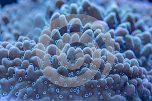 Macro shoot of coral montipora