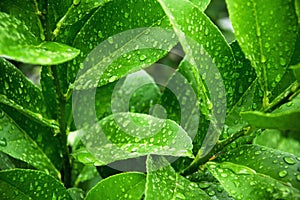 Macro shoot of fresh green leaves with raindrops