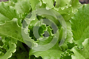 Macro shoot of fresh green lettuce leaf