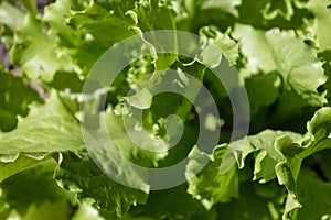 Macro shoot of fresh green lettuce leaf