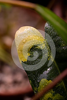 Macro shoot of leaf with water drops.