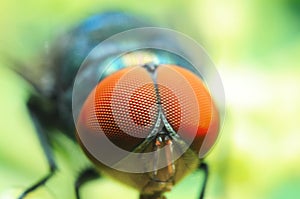 Macro shoot of red eye fly, insect, nature