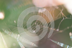 Macro shoot of spider web
