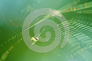 Macro shoot of spider web