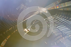 Macro shoot of spider web