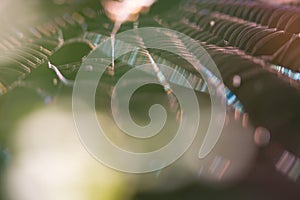 Macro shoot of spider web