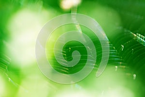 Macro shoot of spider web