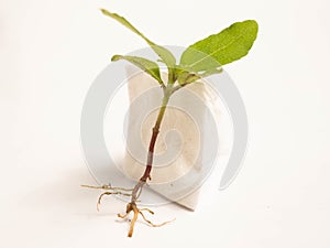 Macro shoot of sprout on a white isolated background