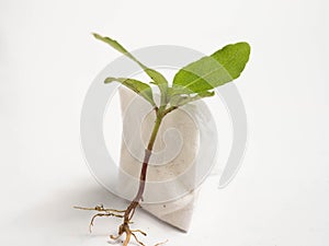 Macro shoot of sprout on a white isolated background