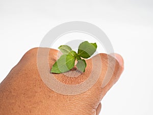 Macro shoot of sprout on a white isolated background