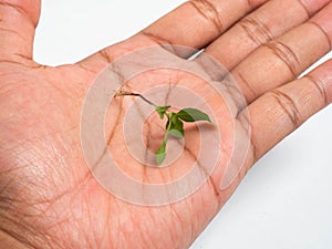 Macro shoot of sprout on a white isolated background