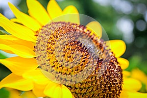 Macro shoot of sunflower in botanical garden in summer photo