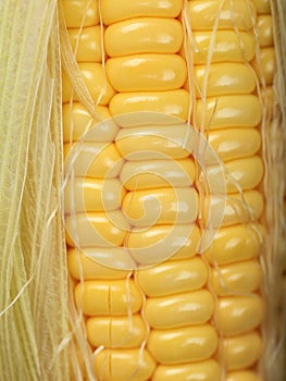 Macro Shoot Yellow Seed of Corn Texture