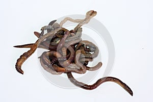 Macro shooting of red dendrobaena worms, live earthworm bait for fishing