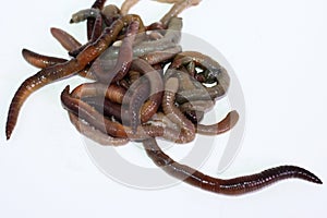 Macro shooting of red dendrobaena worms, live earthworm bait for fishing