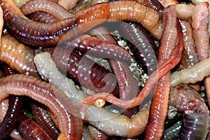 Macro shooting of red dendrobaena worms, live earthworm bait for fishing