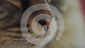 Macro shooting of striped lazy cat muzzle.