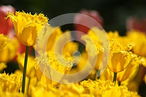 Macro shooting of Tulipa