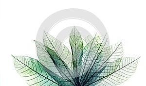 macro shot.abstract leaf transparent.showing leaves detail background.closeup structure plant design