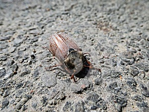 Macro shot of adult European cockchafer, Maybug or doodlebug Melolontha hippocastani on the asphalt in sunlight